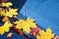 Auto Ratgeber & Tipps - Sicher durch den Herbst im Automobil