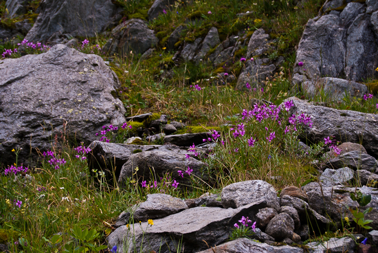 Name: Alpenblumen.jpg Größe: 1600x1071 Dateigröße: 2070717 Bytes