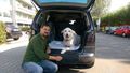 Auto Ratgeber & Tipps - Mit dem Hund auf große Fahrt