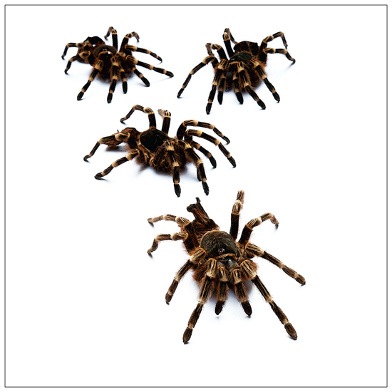 Name: Spinnen.jpg Größe: 800x800 Dateigröße: 236535 Bytes