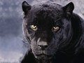 Name: A_Dark_Mood_Black_Panther.jpg Größe: 1024x768 Dateigröße: 174193 Bytes