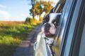 Auto Ratgeber & Tipps - Hundehölle im heißen Auto