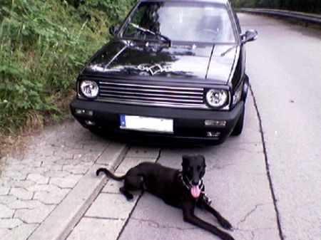 Name: VW-Golf_224.jpg Größe: 450x337 Dateigröße: 33252 Bytes