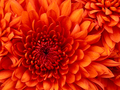 Name: Chrysanthemum1.jpg Größe: 1024x768 Dateigröße: 879394 Bytes