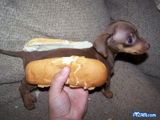 Name: hotdogpuppy.jpg Größe: 604x453 Dateigröße: 78620 Bytes