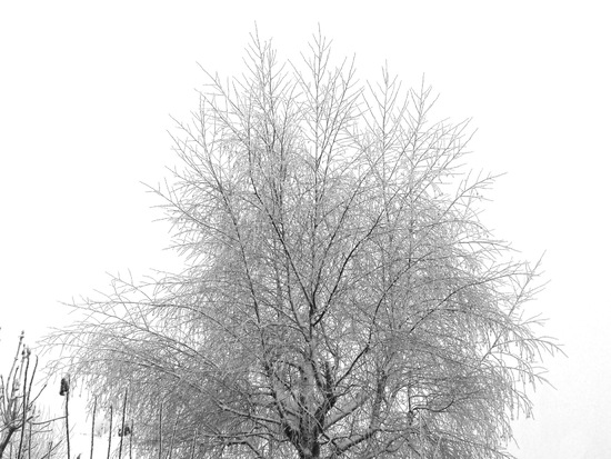 Name: The_white_Tree.JPG Größe: 1925x1444 Dateigröße: 977152 Bytes